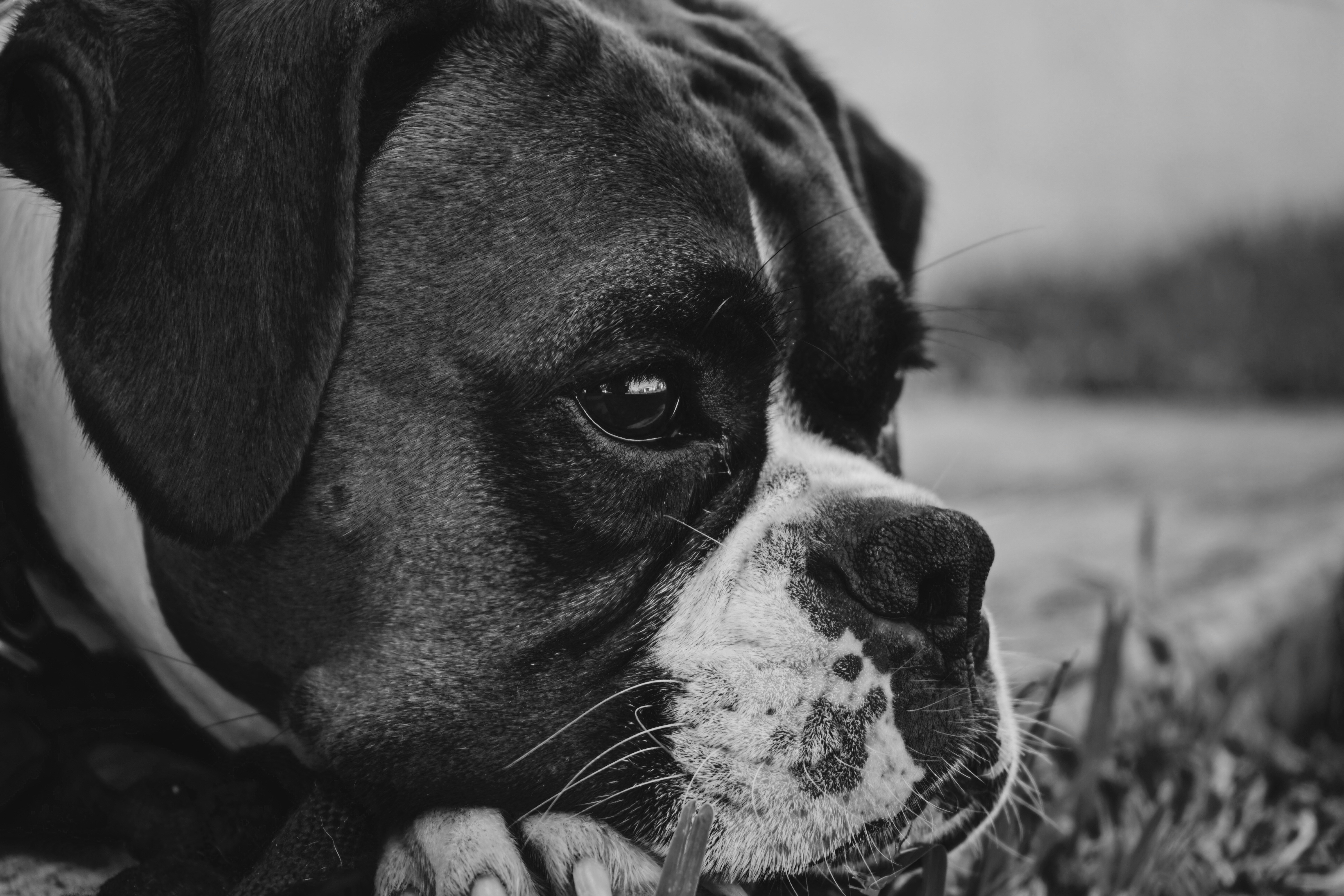 Can Dogs Get Jealous? Understanding the Science Behind Dog Emotions