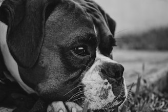 A close-up black and white photograph of a dog resting its head on its paws. The dog's eyes appear soft and contemplative, highlighting its wrinkled forehead. The background is blurred, drawing attention to the dog's face and emotional expression.