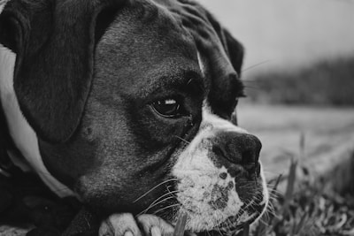 A close-up black and white photograph of a dog resting its head on its paws. The dog's eyes appear soft and contemplative, highlighting its wrinkled forehead. The background is blurred, drawing attention to the dog's face and emotional expression.