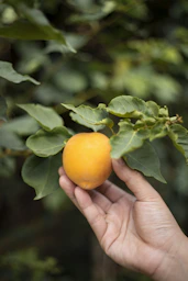 person holding yellow fruits