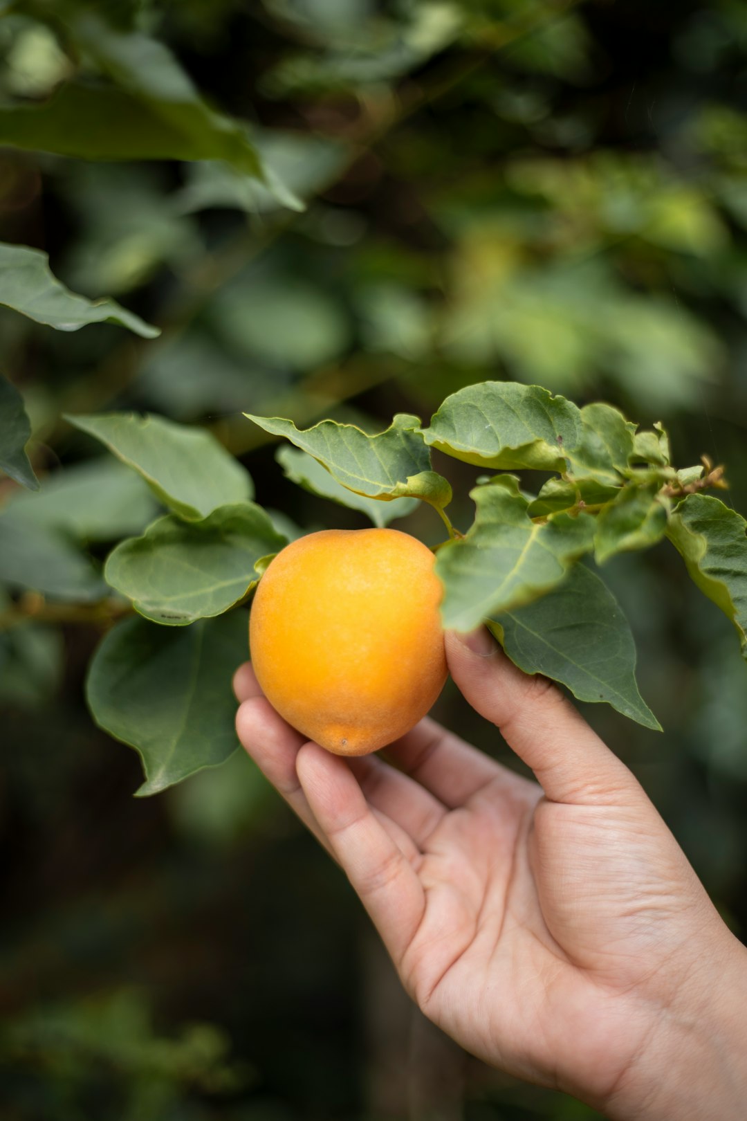 Hand picking apricots in Guatemala
