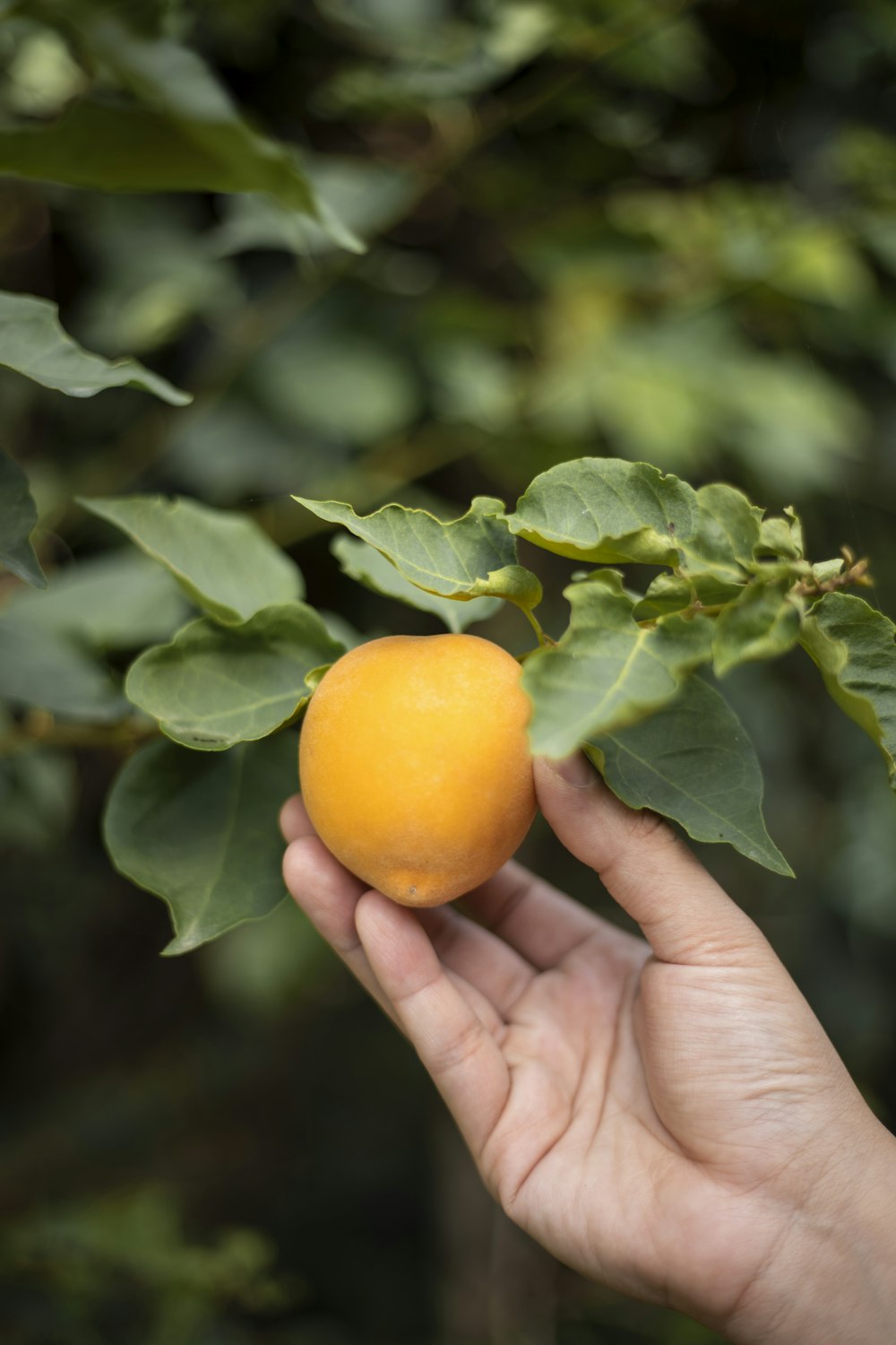 person holding yellow fruits