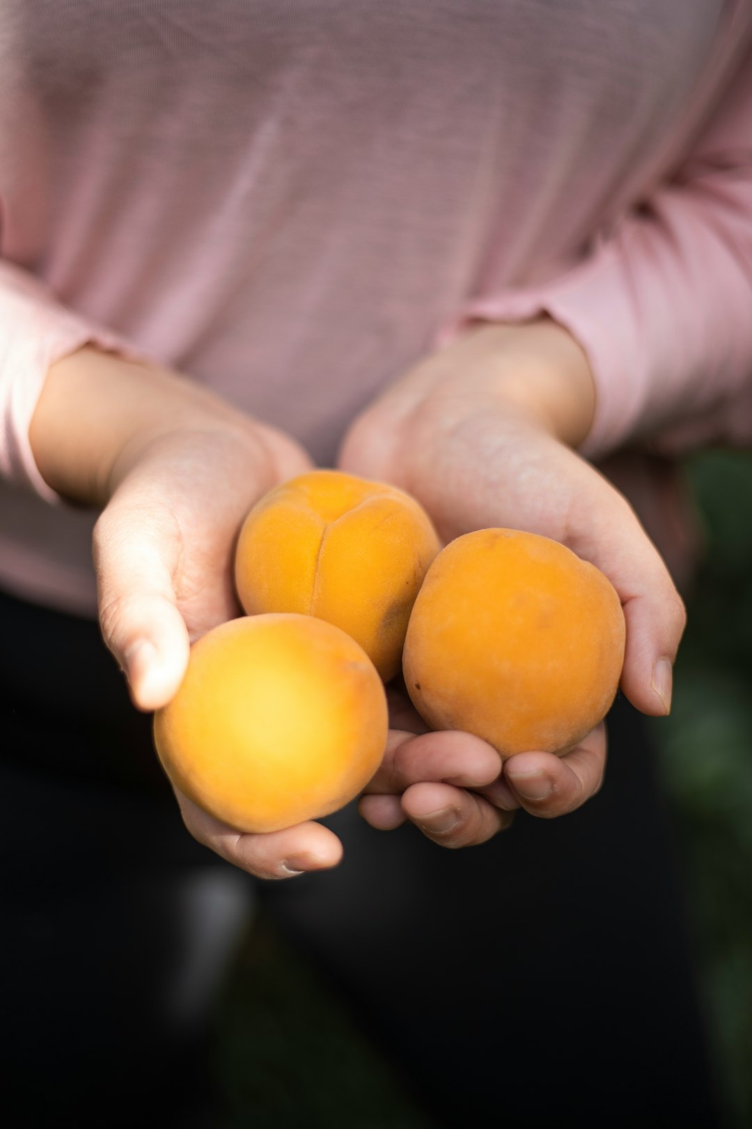 person holding three round orange fruits