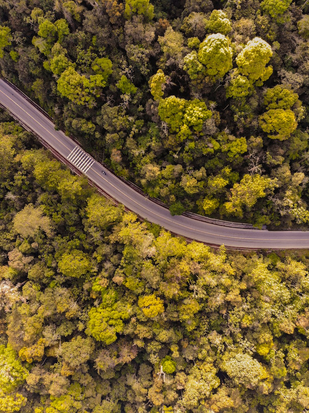 aerial view of road between tall trees
