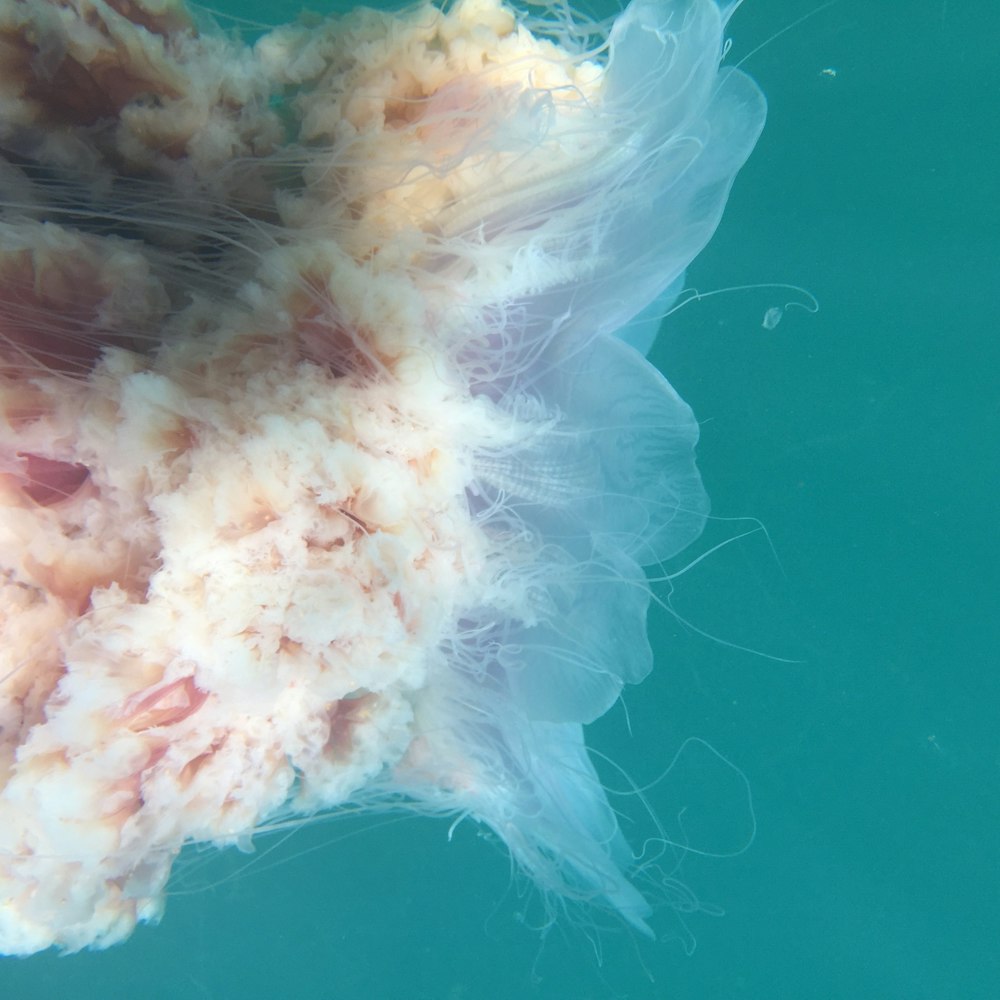 a close up of a jellyfish in the water