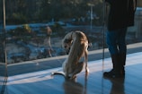 A dog is sitting on a polished wooden floor inside a building, looking outside through a large glass window. The leash around the dog's neck is held by a person standing nearby, dressed in jeans, boots, and a long coat. The scene outside the window shows blurred greenery, indicating a park or natural area.