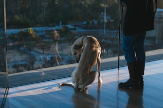 A dog is sitting on a polished wooden floor inside a building, looking outside through a large glass window. The leash around the dog's neck is held by a person standing nearby, dressed in jeans, boots, and a long coat. The scene outside the window shows blurred greenery, indicating a park or natural area.