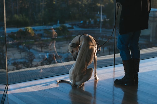 A dog is sitting on a polished wooden floor inside a building, looking outside through a large glass window. The leash around the dog's neck is held by a person standing nearby, dressed in jeans, boots, and a long coat. The scene outside the window shows blurred greenery, indicating a park or natural area.