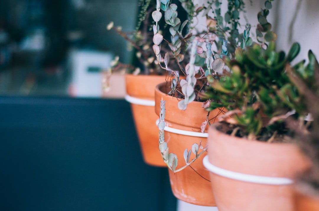 selective focus photograph of plant on brown planter