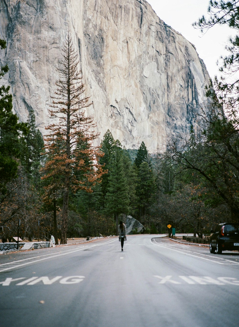 person walking on road between trees and mountain in distance