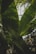 Large lush green banana leaves with sunlight filtering through, creating a pattern of light and shadow. The leaves are overlapping with visible veins, surrounded by other foliage in a greenhouse setting.