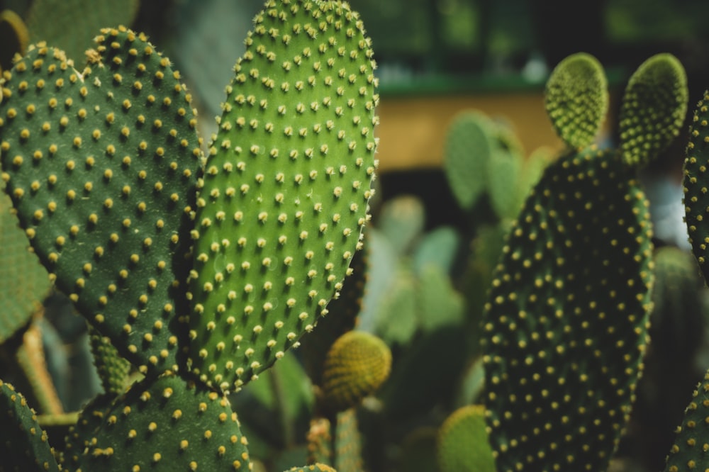 green cactus plant closeup photography