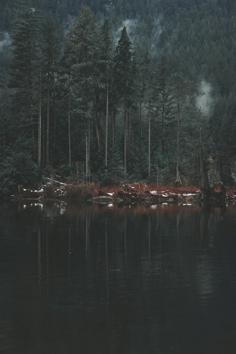 forest and lake during daytime in landscape photography