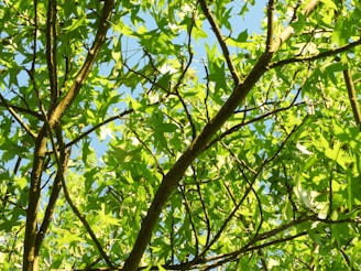 A network of green leaves and branches is seen against a sky-blue background. The sunlight filters through the leaves, creating a vibrant and lively appearance.