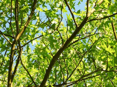 Glowing emerald green network nodes connecting verified business contacts on a dark forest green background.