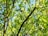 A network of green leaves and branches is seen against a sky-blue background. The sunlight filters through the leaves, creating a vibrant and lively appearance.
