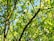 A network of green leaves and branches is seen against a sky-blue background. The sunlight filters through the leaves, creating a vibrant and lively appearance.