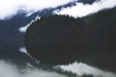 forest mirrored on body of water