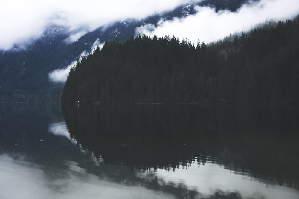 forest mirrored on body of water