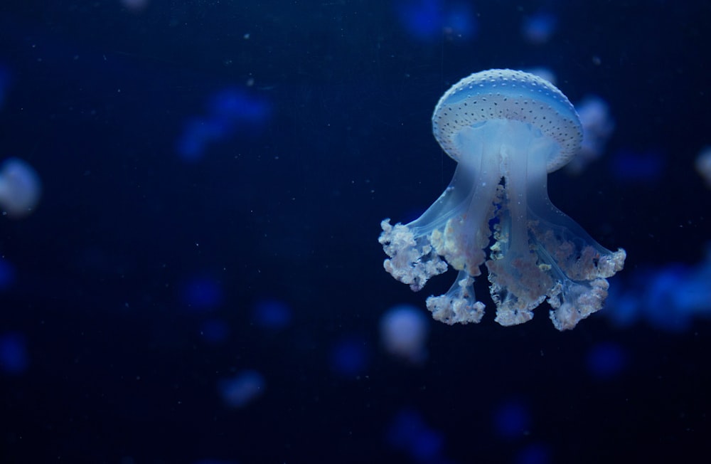 Photographie sous-marine de méduses