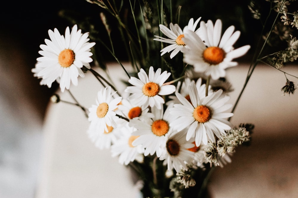 selective focus photography of white daises in vase