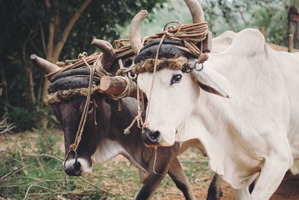 two white and brown cattle