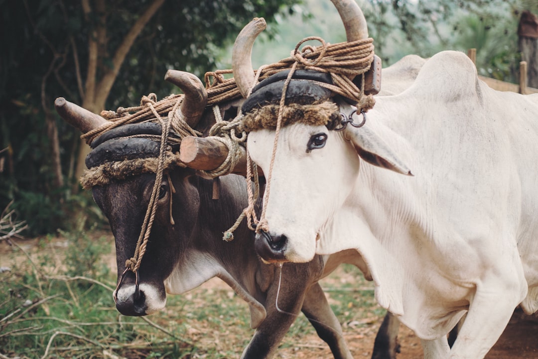 I was in Cuba, exploring nature with my boyfriend and this old, old man came by with his two oxen. You see most of them chewing grass during the day, but these two had a working day. Their heads are tied together with a yoke, to enable them to pull on a load together. Some parts of the world are still set in old ways…