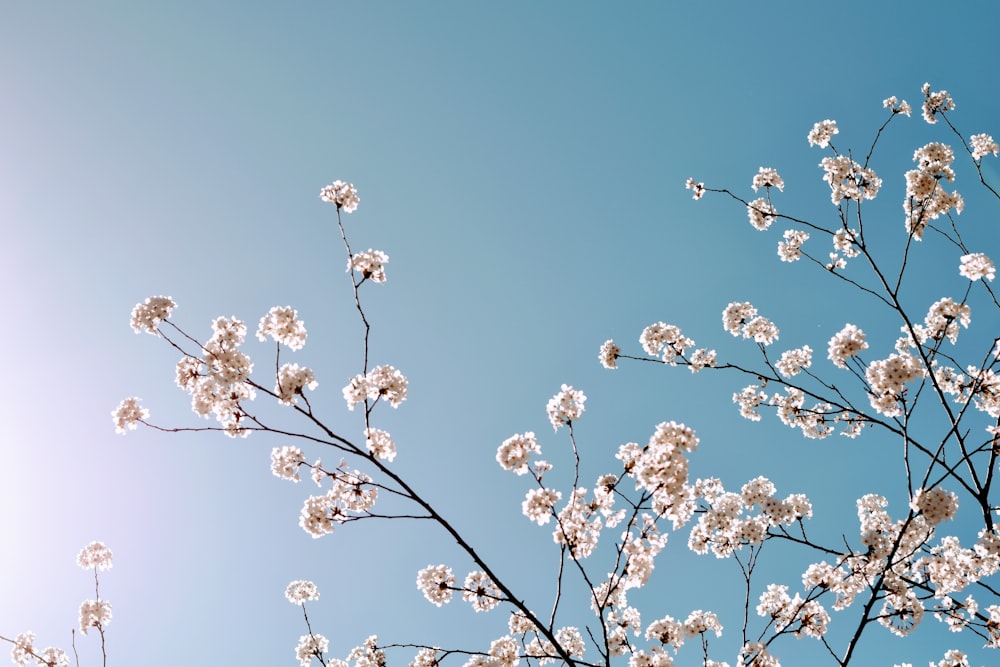 low angle photo of cherry blossoms tree