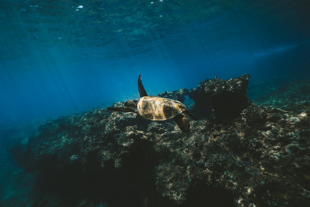 brown turtle on body of water