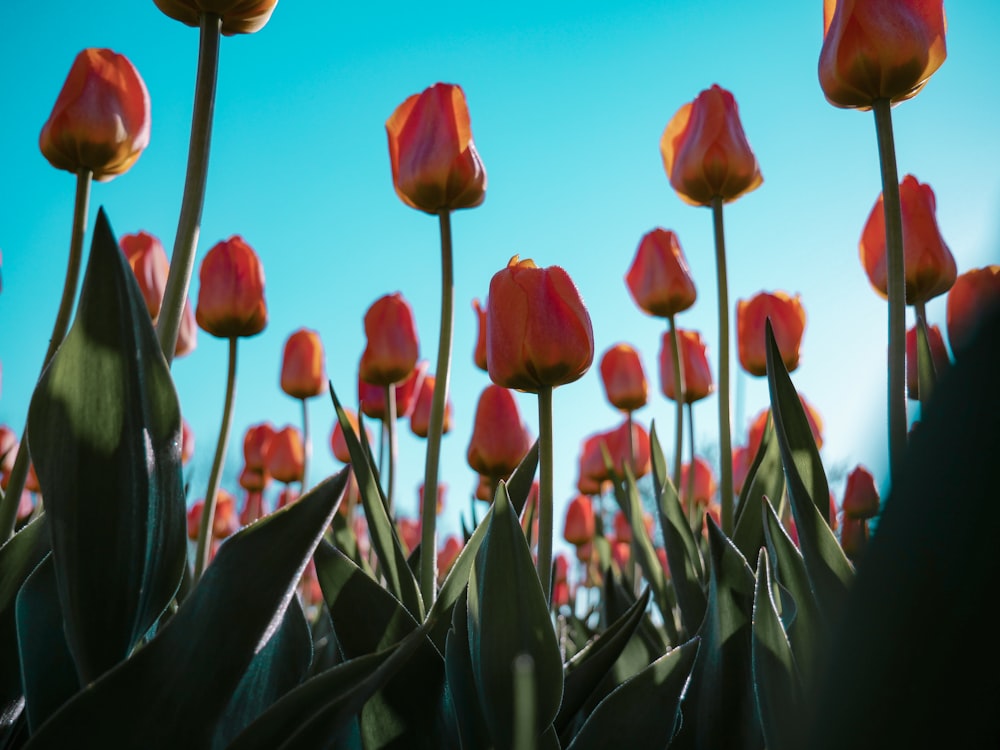 field of tulips