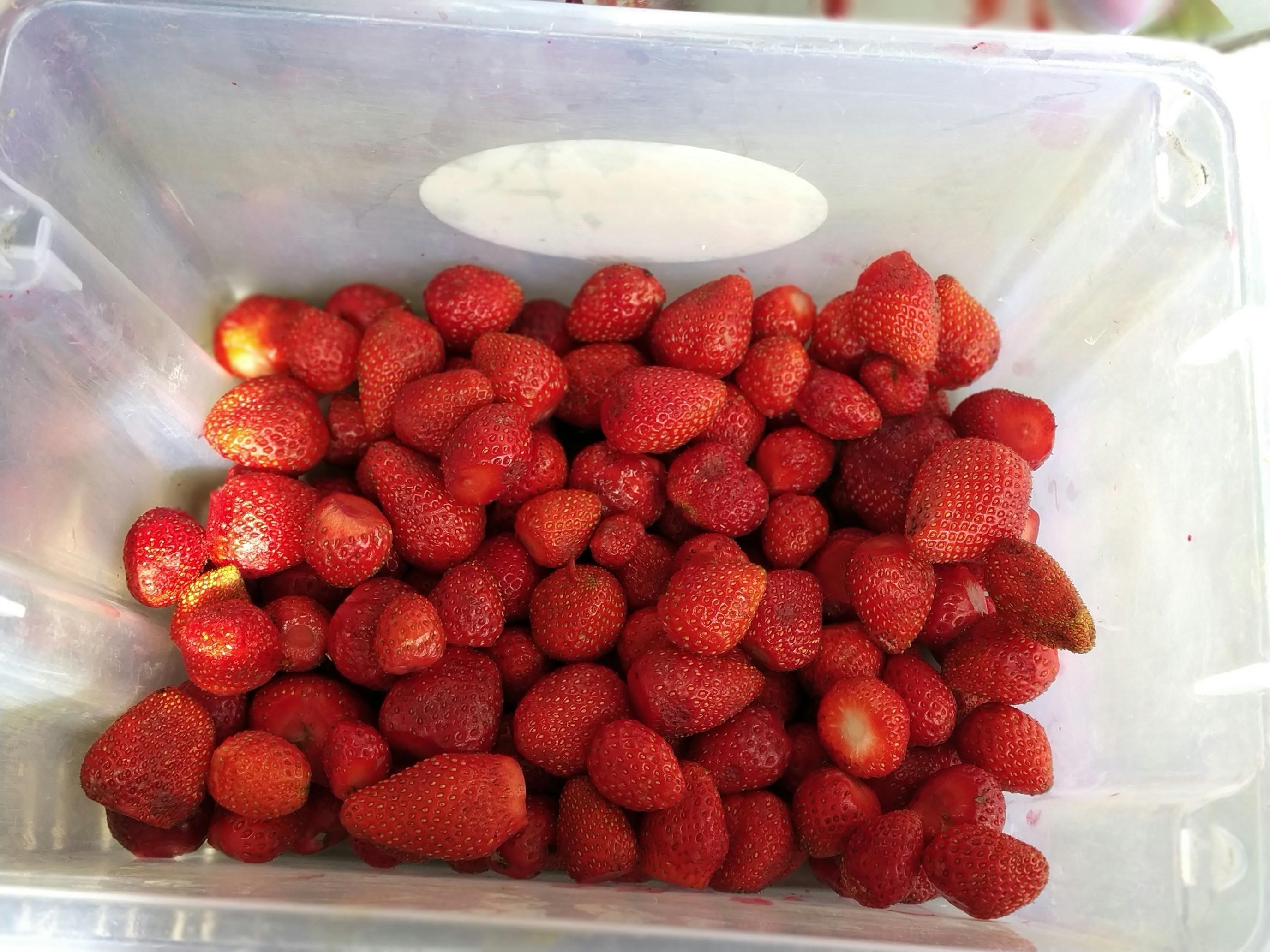 Fresh Strawberries Pack