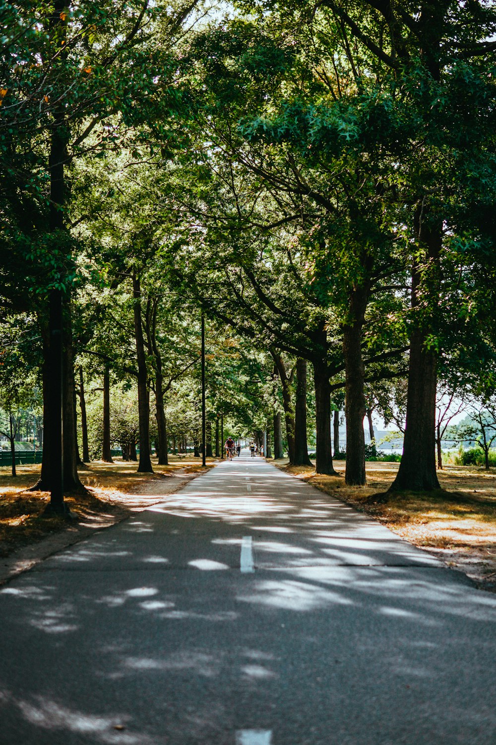 gray widening road center of trees