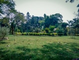 A lush green lawn is surrounded by a variety of trees and shrubs, with tall trees creating a dense backdrop. The scene captures the essence of a tranquil park setting with scattered leaves on the ground and well-maintained grass.