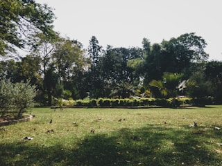 A lush garden scene with a well-maintained grassy area and various trees in the background. The image features several types of greenery, including shrubs and tall trees, creating a serene and natural environment. The landscape indicates a peaceful outdoor space with scattered leaves on the grass, contributing to the natural ambiance.