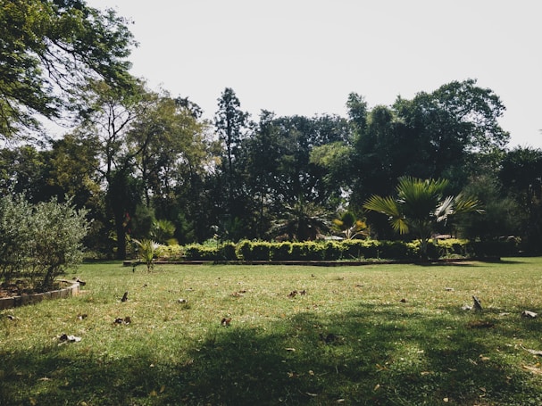 A lush garden scene with a well-maintained grassy area and various trees in the background. The image features several types of greenery, including shrubs and tall trees, creating a serene and natural environment. The landscape indicates a peaceful outdoor space with scattered leaves on the grass, contributing to the natural ambiance.