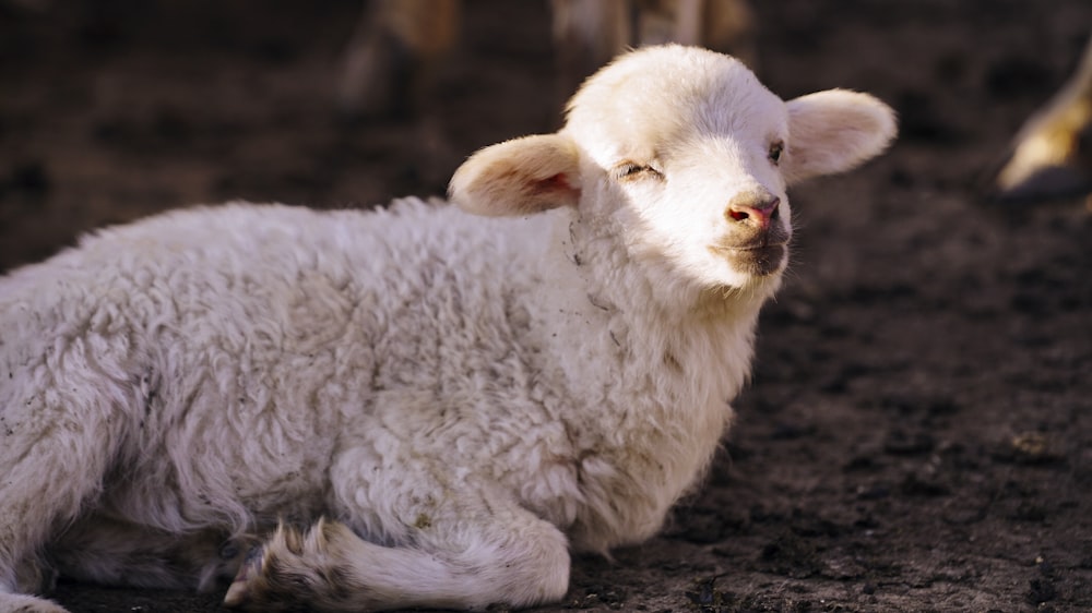 mouton blanc couché sur un sol brun