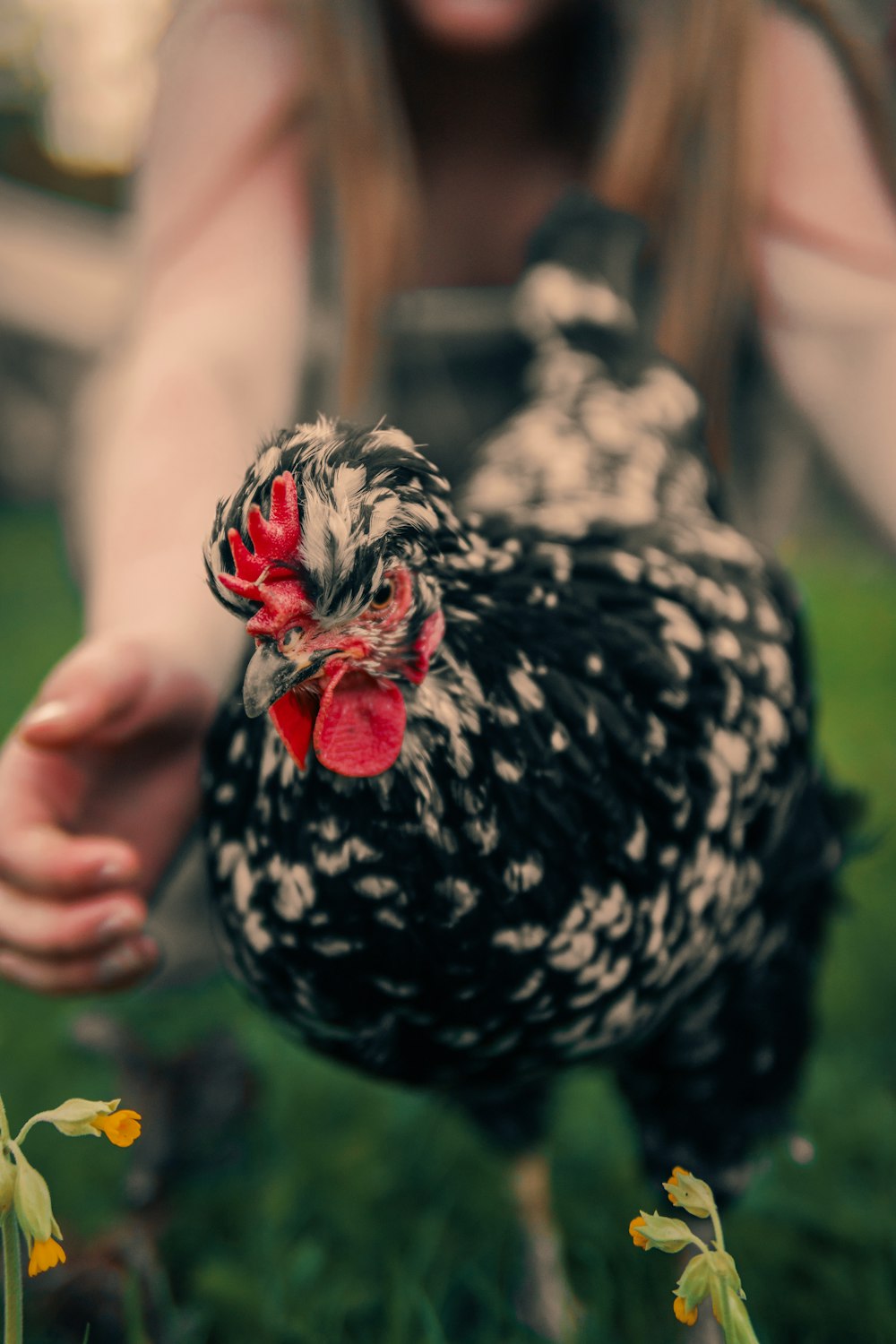 Fotografia a fuoco selettiva di pollo che corre