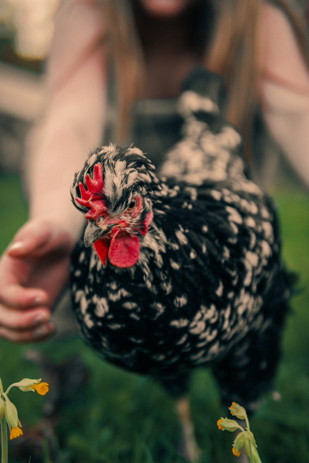 selective focus photography of running chicken