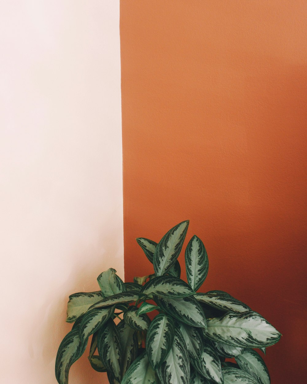 photo of Chinese evergreen plant