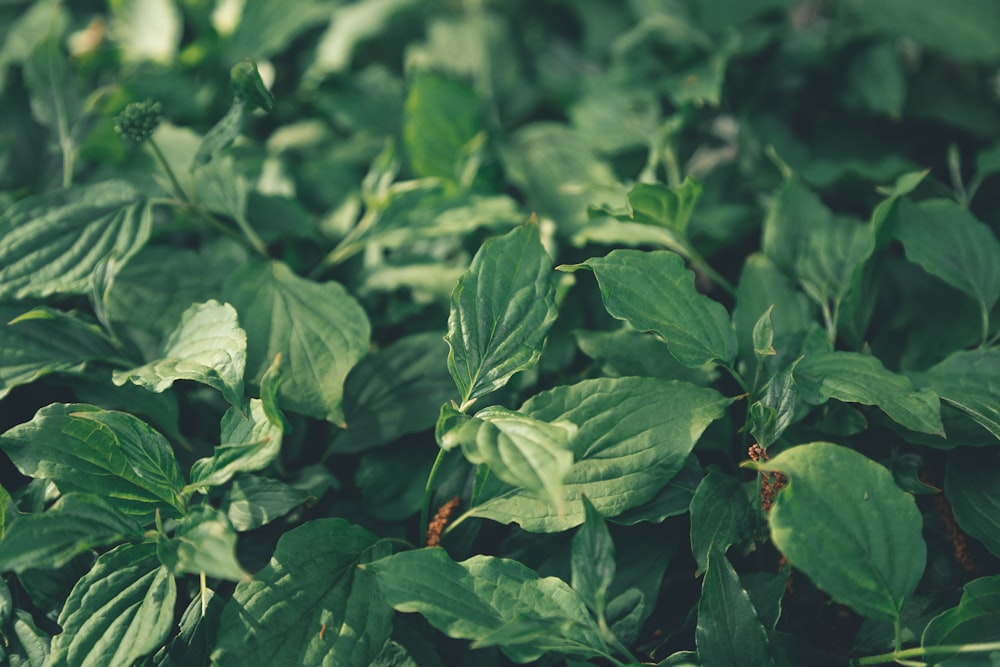 green leaf plants