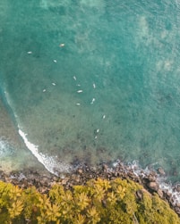 birds-eye view on ocean and forest
