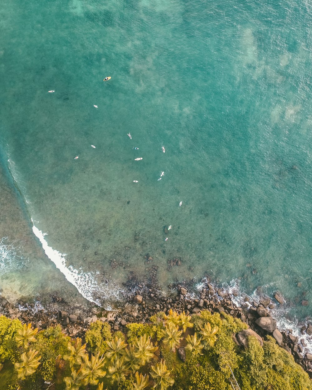 birds-eye view on ocean and forest