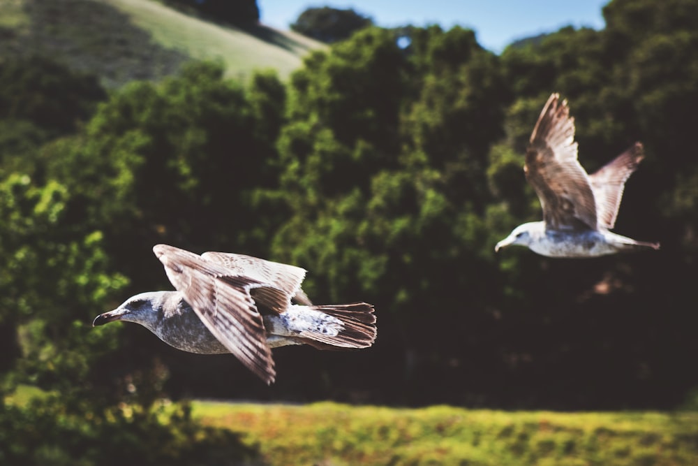 selective focus photography of two white birds flying near trees during daytime