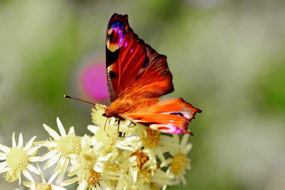 foto da mariposa laranja na flor branca da pétala
