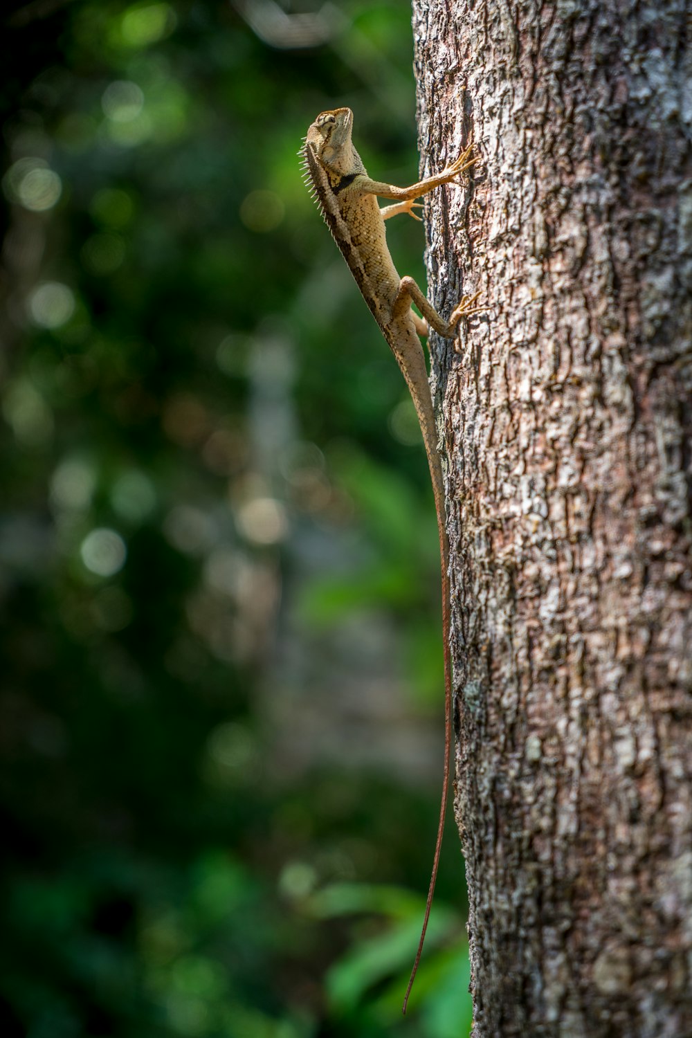 selective focus photography of iguana climbing on tree trunk