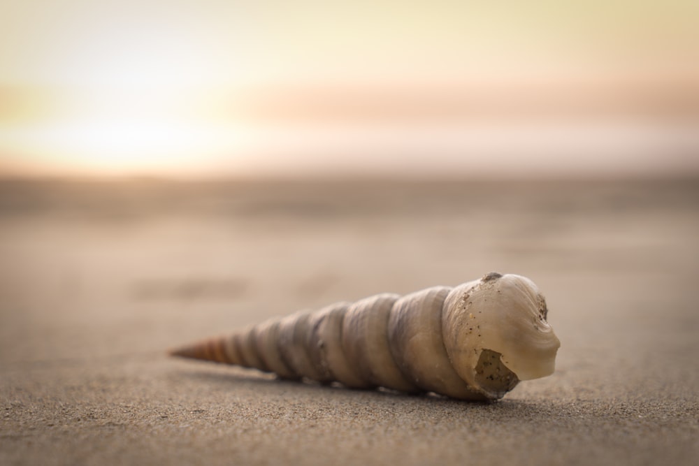 Photo de mise au point sélective de coquillage sur le sable pendant l’heure dorée