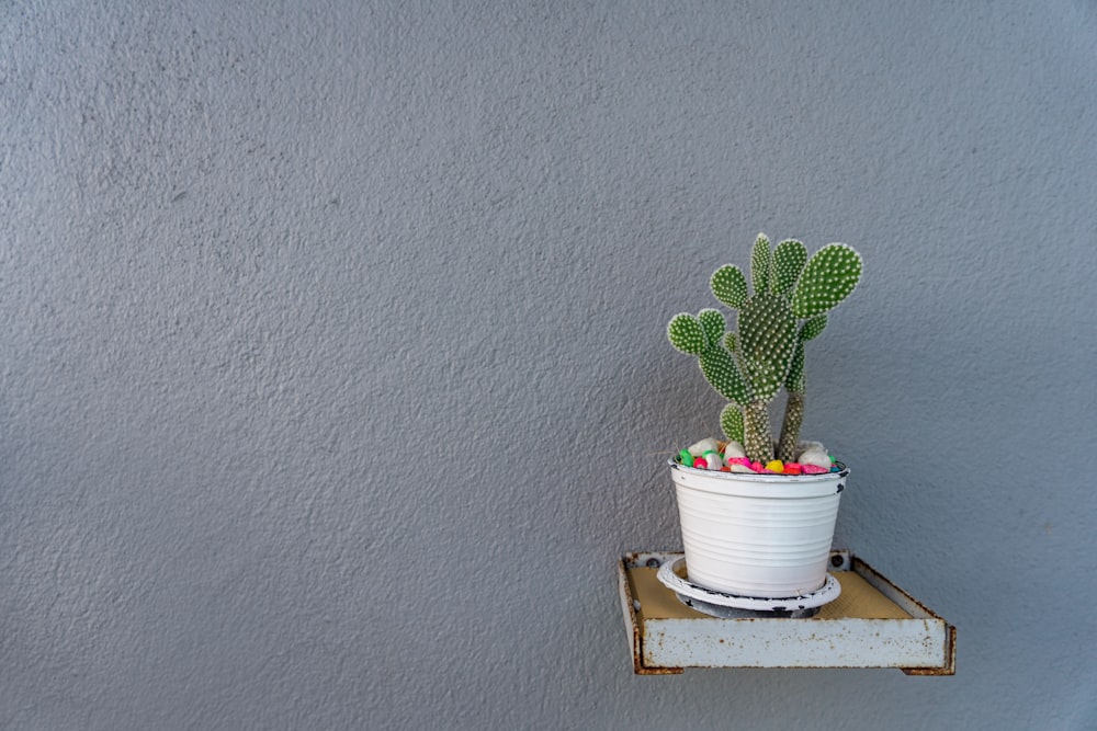 grüner Kaktus auf weißem Kunststoff-Pflanztopf