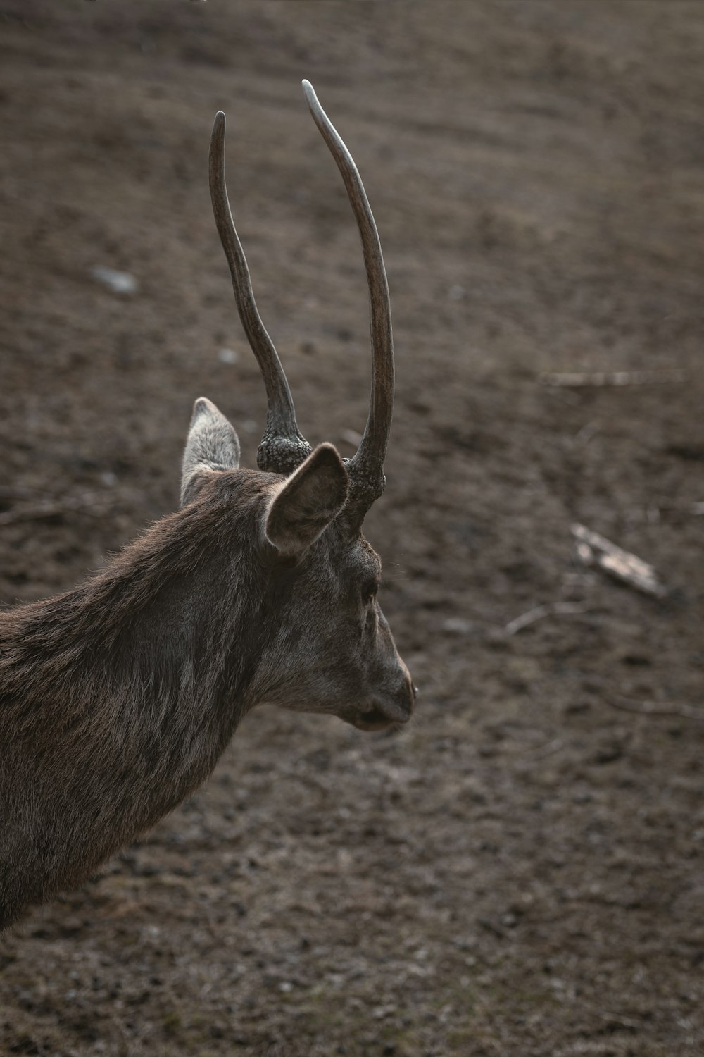 closeup photo of brown deer