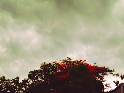 Dark, cloudy sky looms over a cluster of trees with bright red flowers in the foreground. The atmosphere appears somber and overcast.
