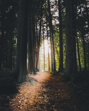 the sun shines through the trees in a forest